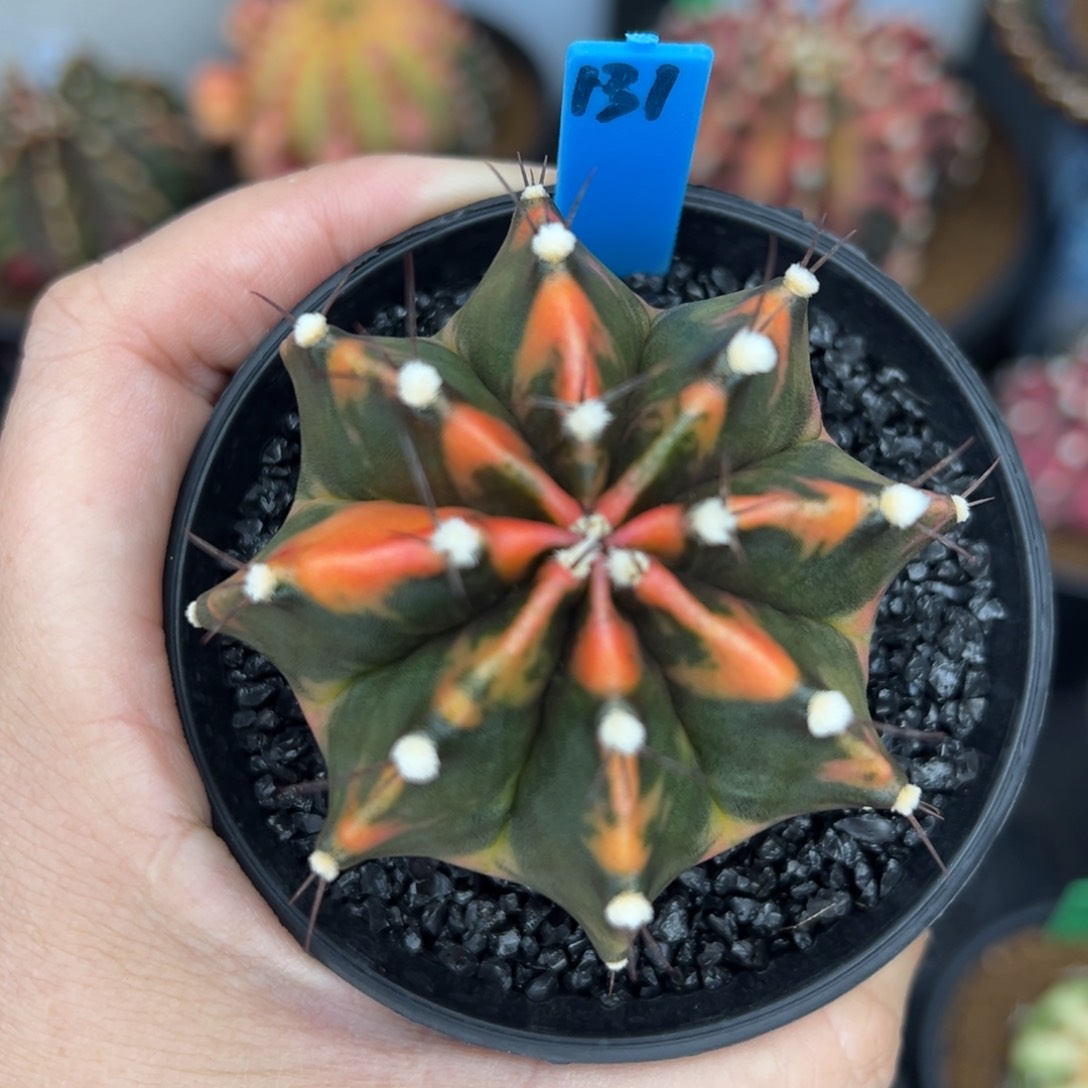 131泰系侧芽，带盆土发货