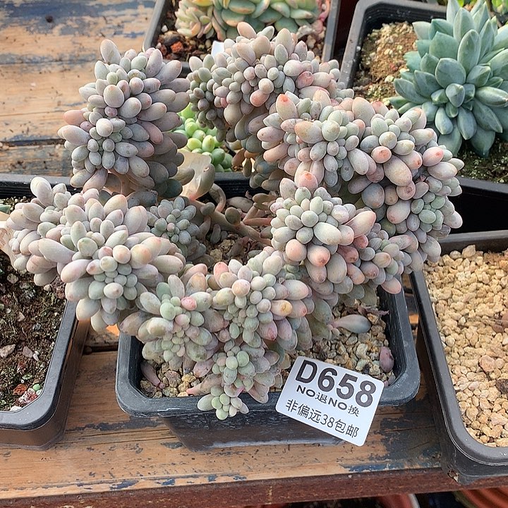 往***K汤圆缀化 658 基地已转清货 玻璃心勿扰