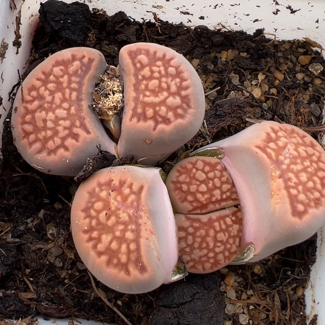 1.15好看的多肉971