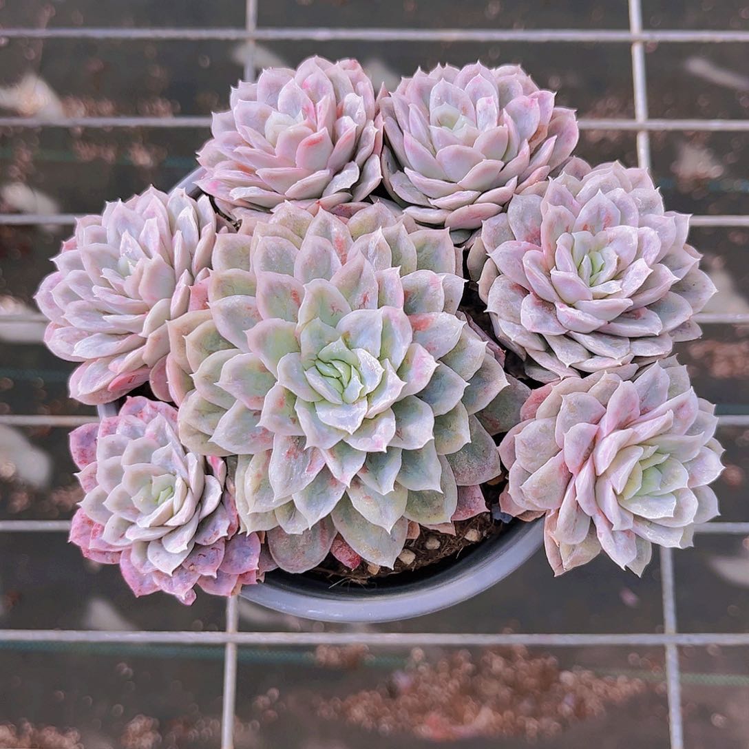 泡泡纱15公分9999米999