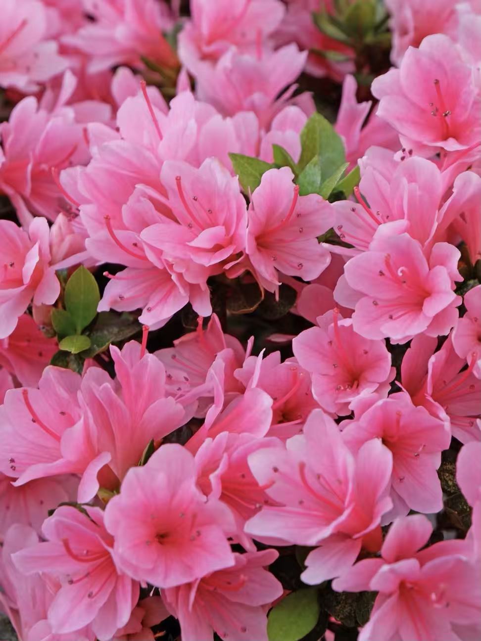 【蜡皮杜鹃】东洋杜鹃四季长青花量大庭院地栽盆栽好养易活低维护