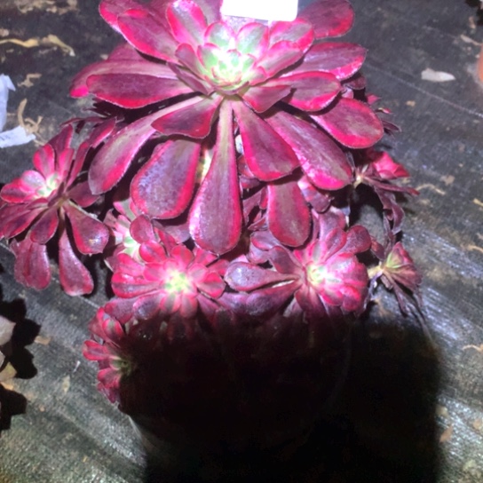 多肉植物224多肉