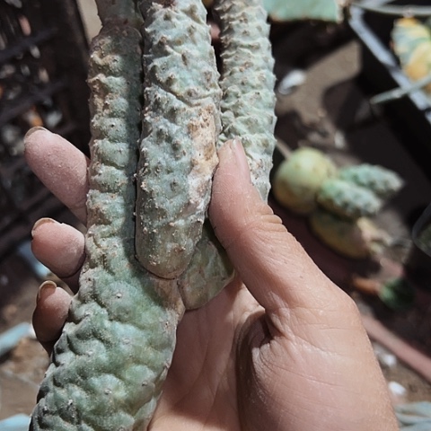 795无根无根松立团扇