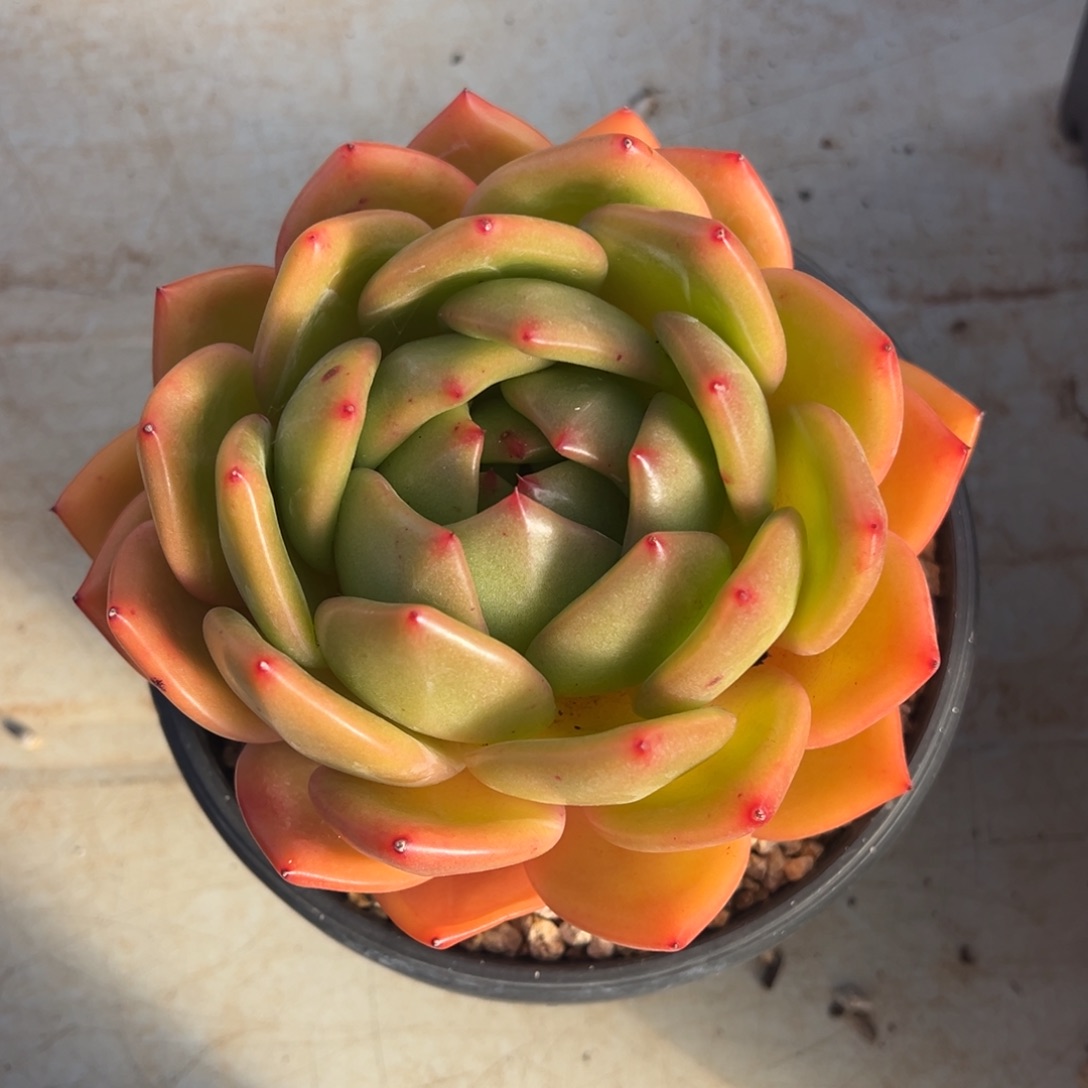 彩虹龙美肉多肉植物