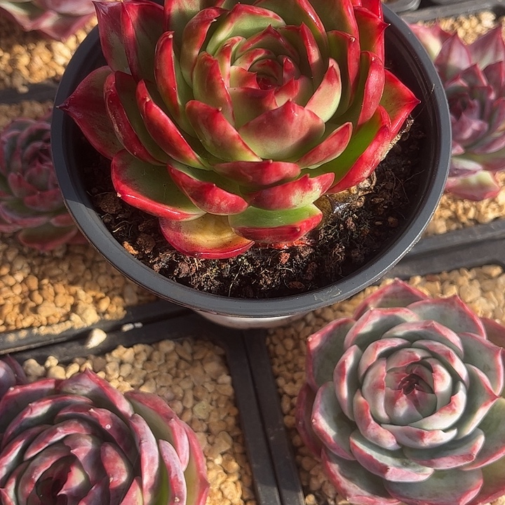 惊鸿仙子多肉植物8801