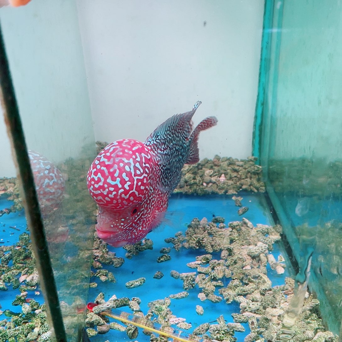 秦***多罗汉鱼大头罗汉鱼