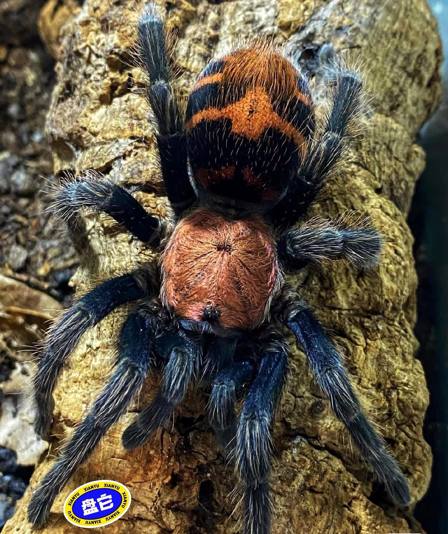 哥斯达黎加老虎尾亚成体公母宠物蜘蛛哥虎温顺可上手