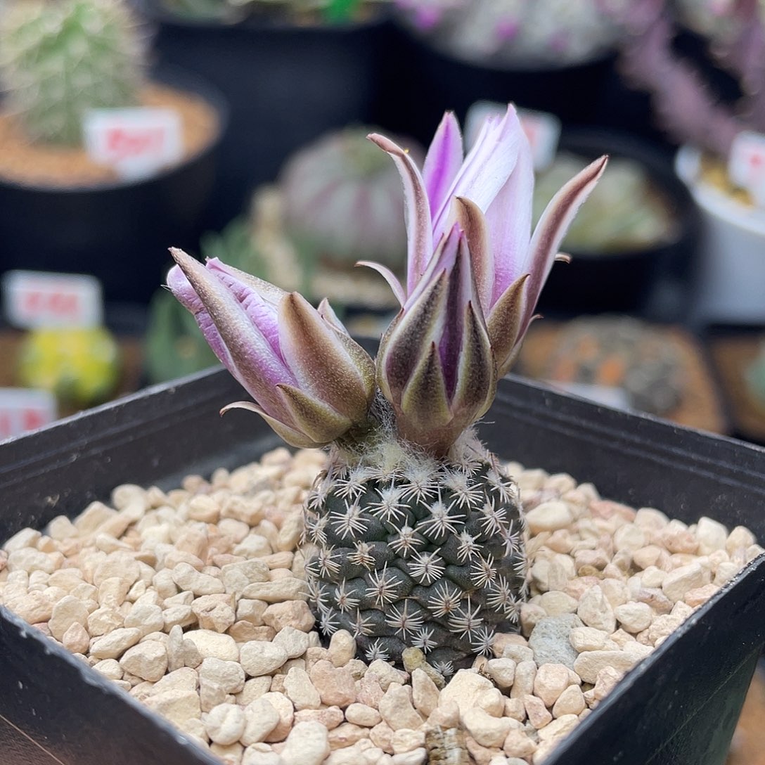 实生海胆娇丽仙人球多肉