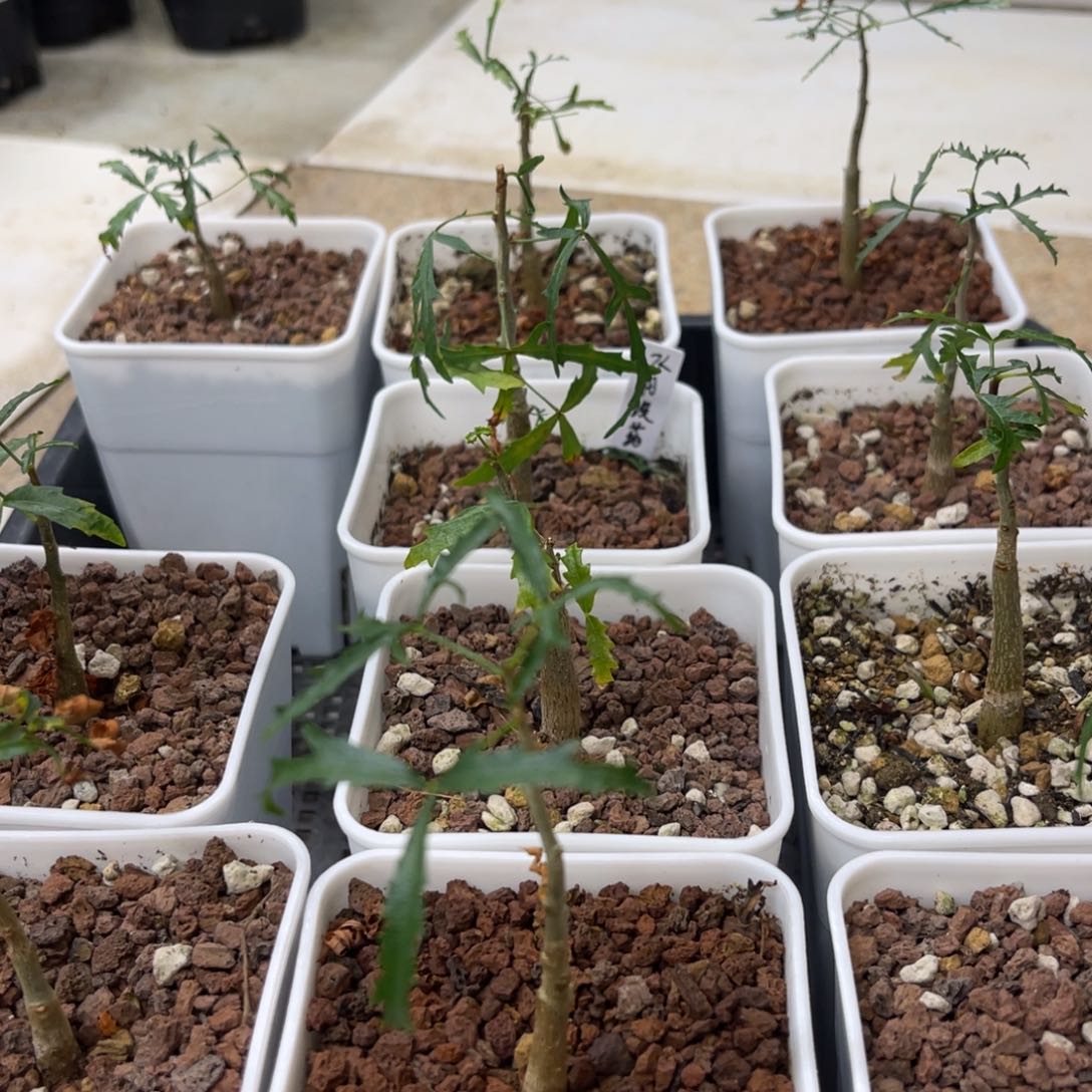 飞羽没药实生带盆（任选一颗）