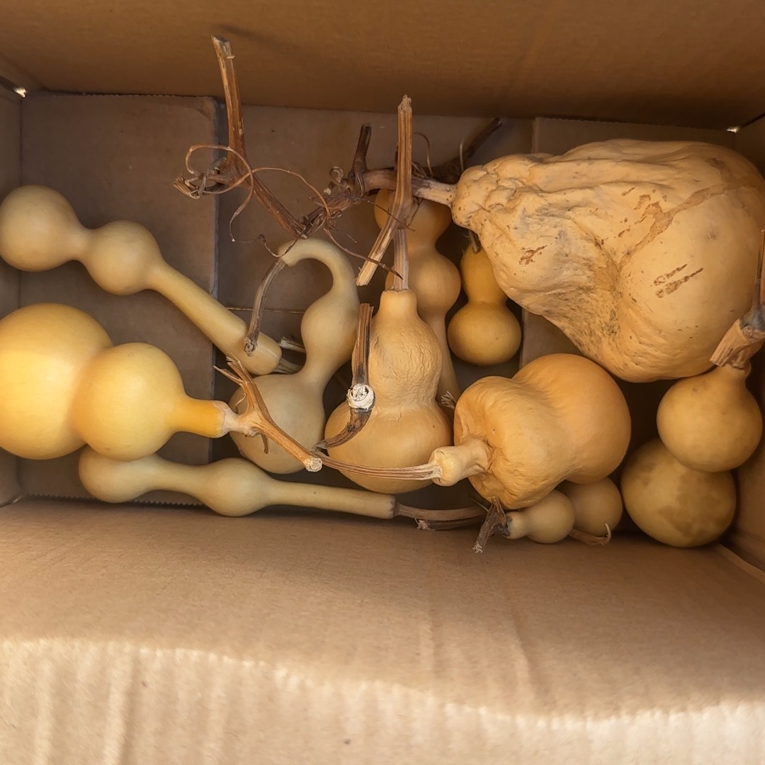 苗*手把葫芦手把葫芦