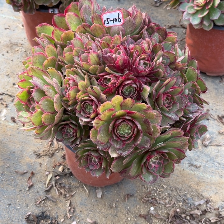 15-106粉花妖朵朵多肉植物