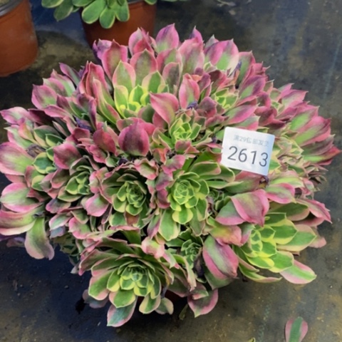 白凤多肉植物2613