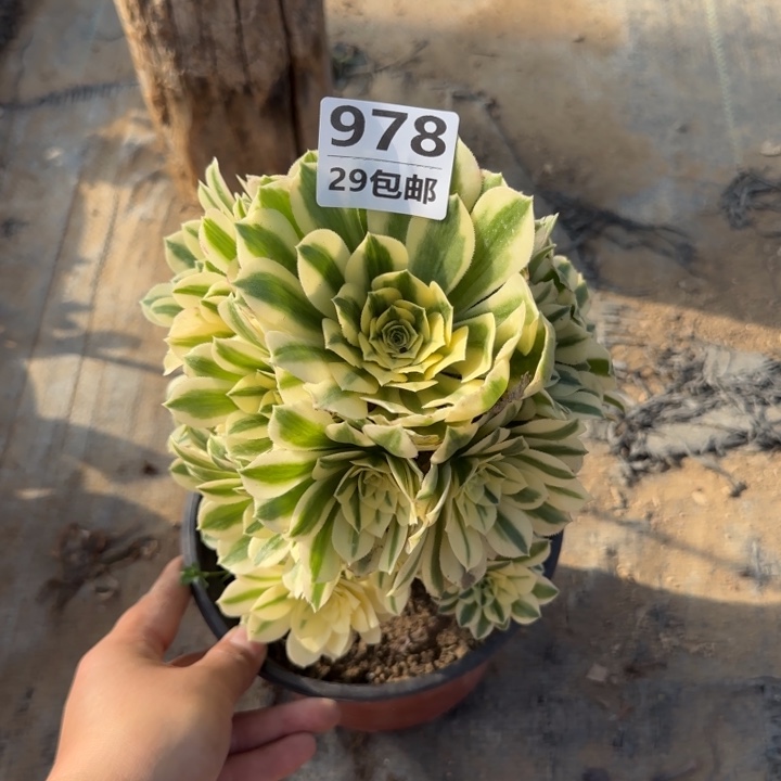 迈巴赫……多肉植物……