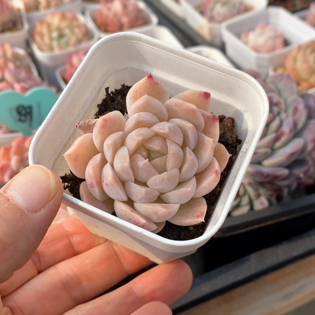 精品多肉一物一拍不包整195