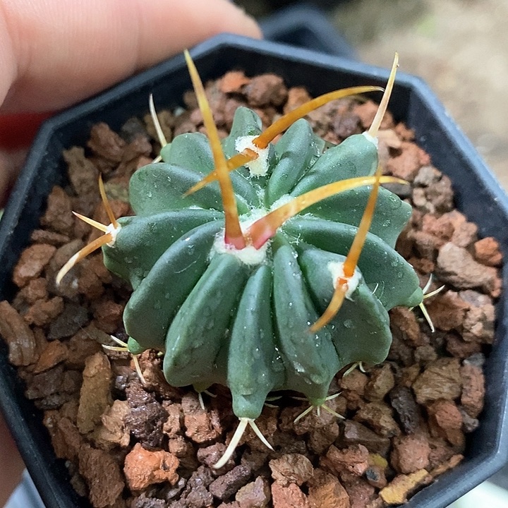 孤品实生优选粗刺龙剑丸福利3.5cm