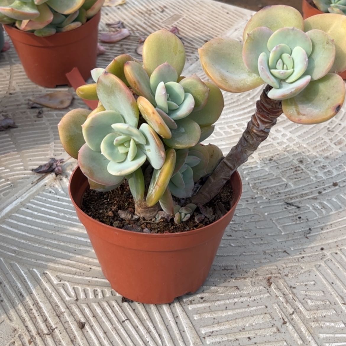 【闪购商品】无花朵岁**澜