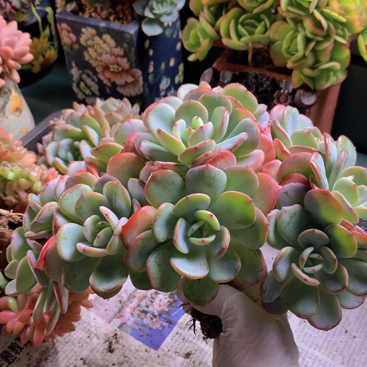 白月光朵朵无砍自然群