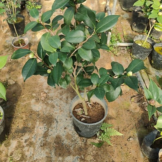 完全开放牛西奥珍珠