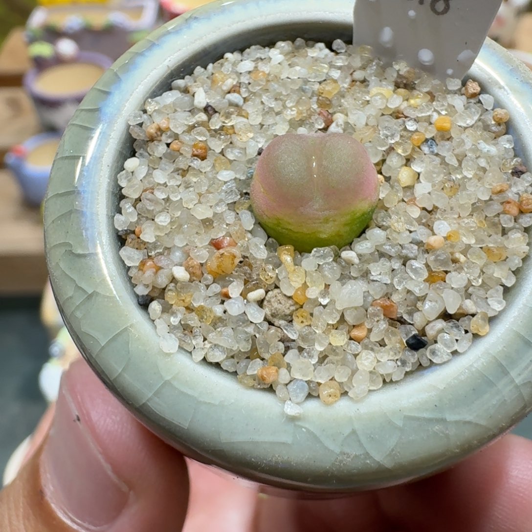蘑菇1113拉登多肉植物