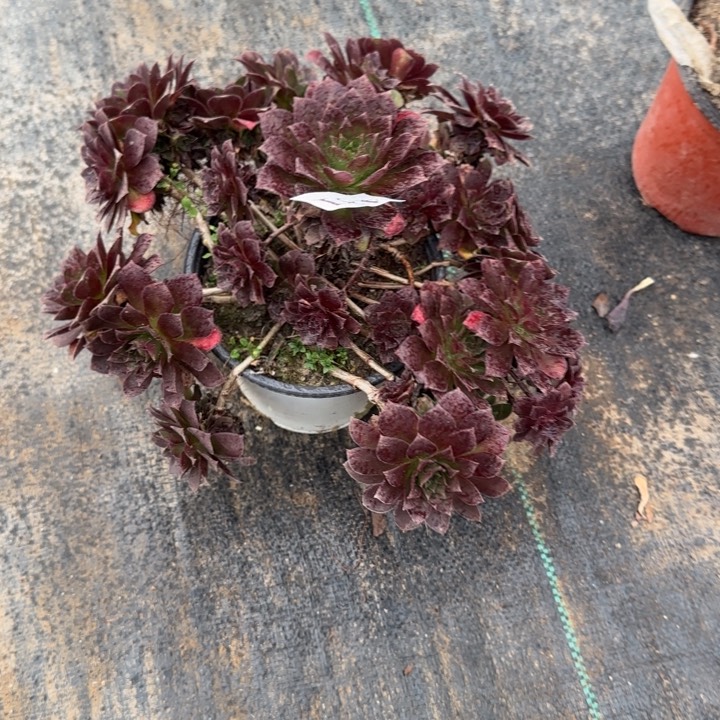 481两单包邮凤凰。        