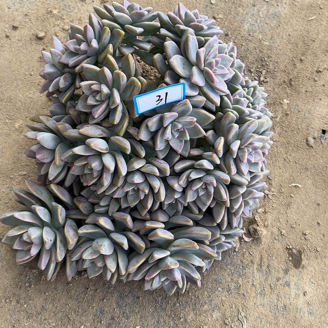 31号淡雪一物一拍