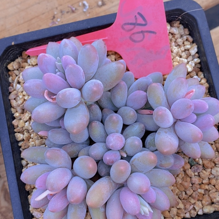 我要看电影啦嘻嘻