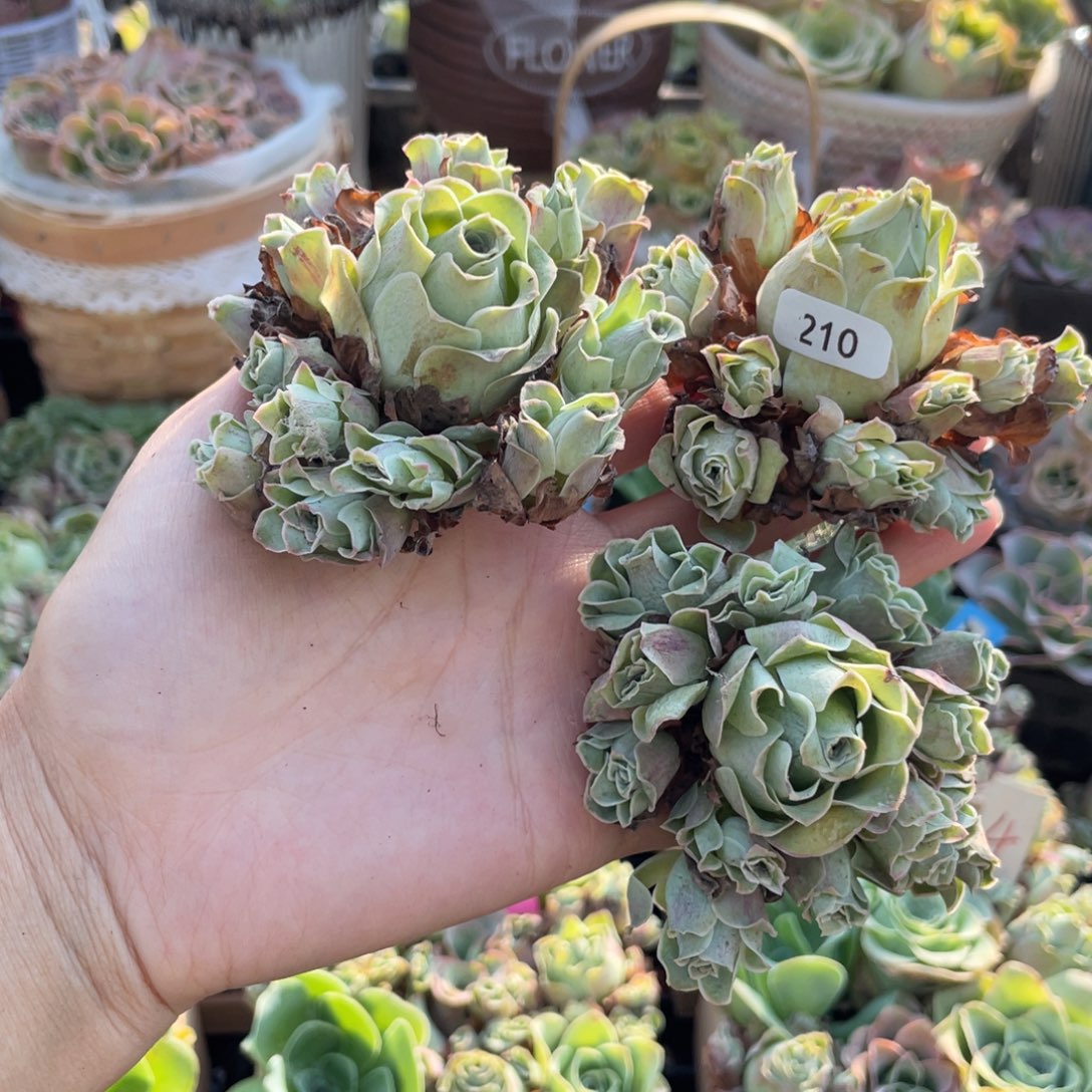 平***伴多肉植物山地玫瑰210三颗