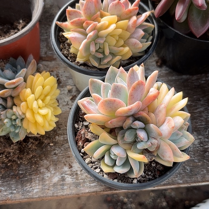 @***孩橙景2个dfghjjjjjjkkkllkkl