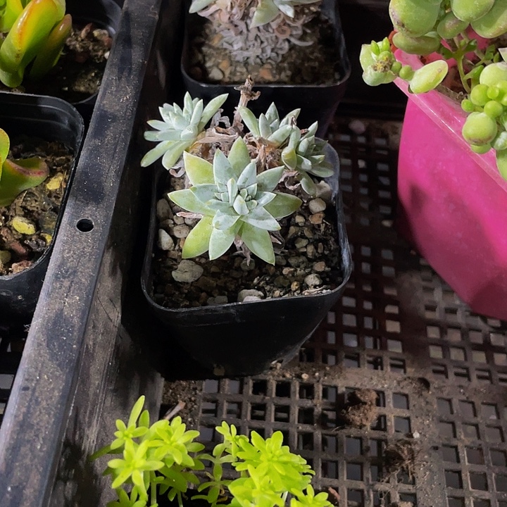 白菊2.8带盆土发货