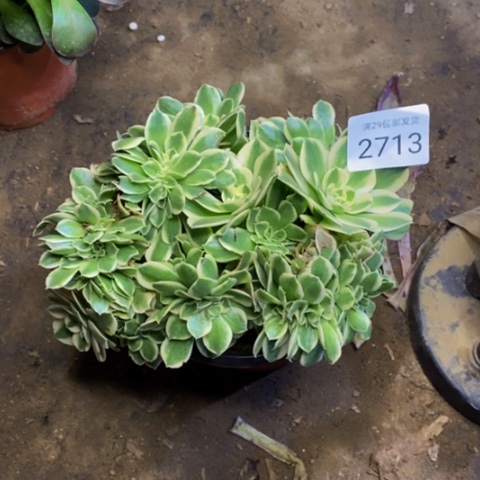 迈巴赫多肉植物2713