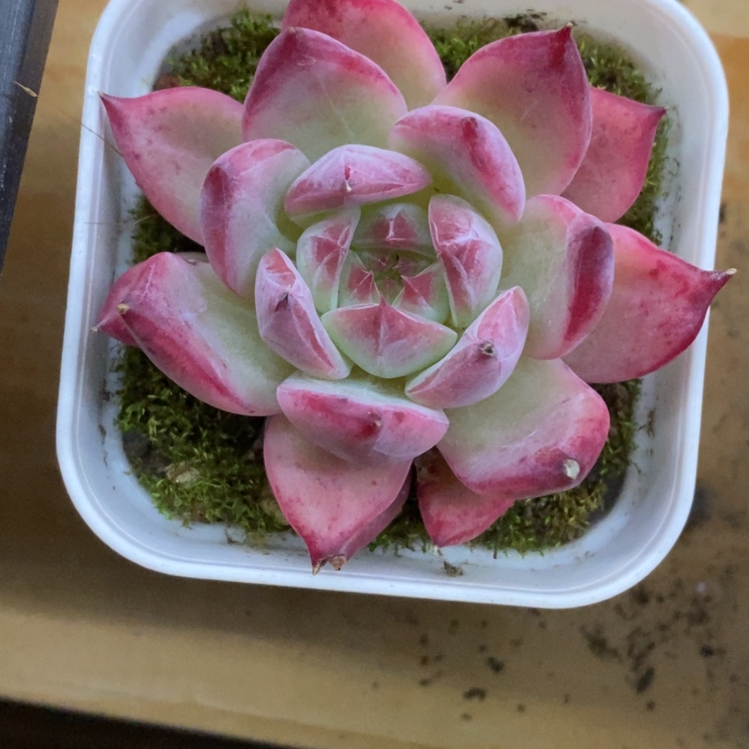 精品多肉一物一拍不包整110