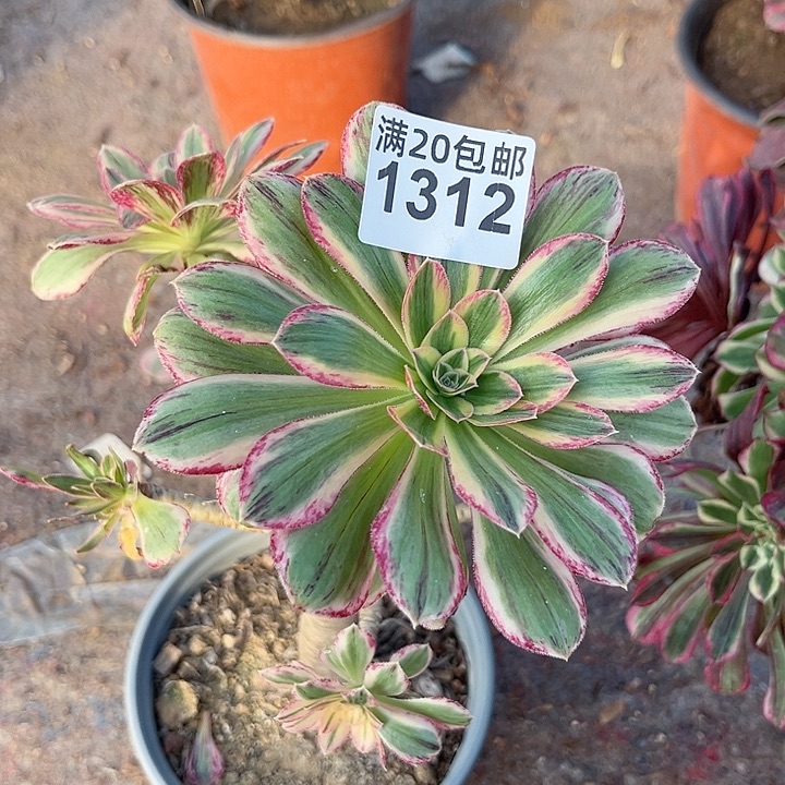 一颗微仅仅法师1312