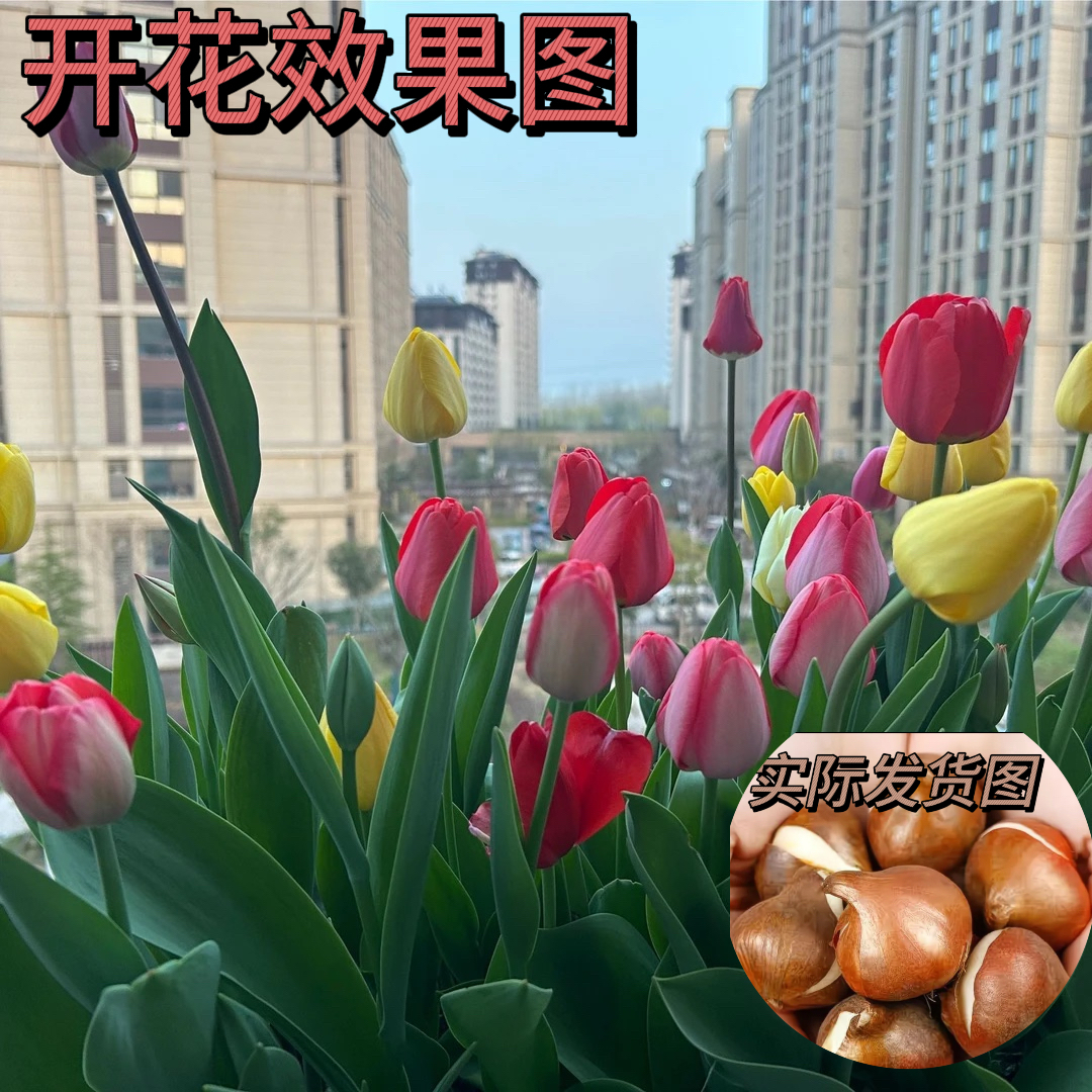 郁金香种球重瓣耐寒水培花卉盆栽植物花室内外花卉种球商品图