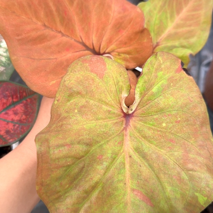 植物泰国彩叶芋血橙