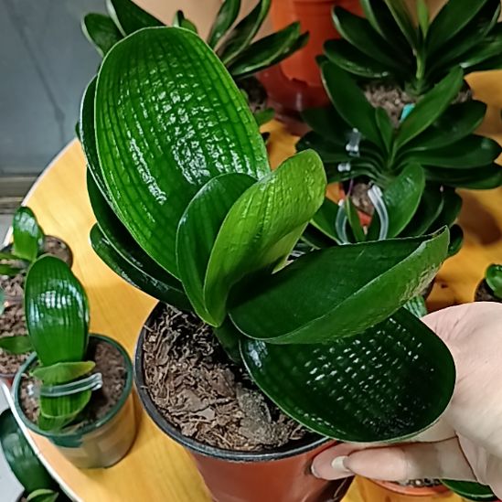 完全开放君子兰麻脸苗