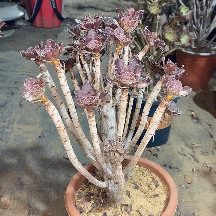 圆叶多肉植物013。