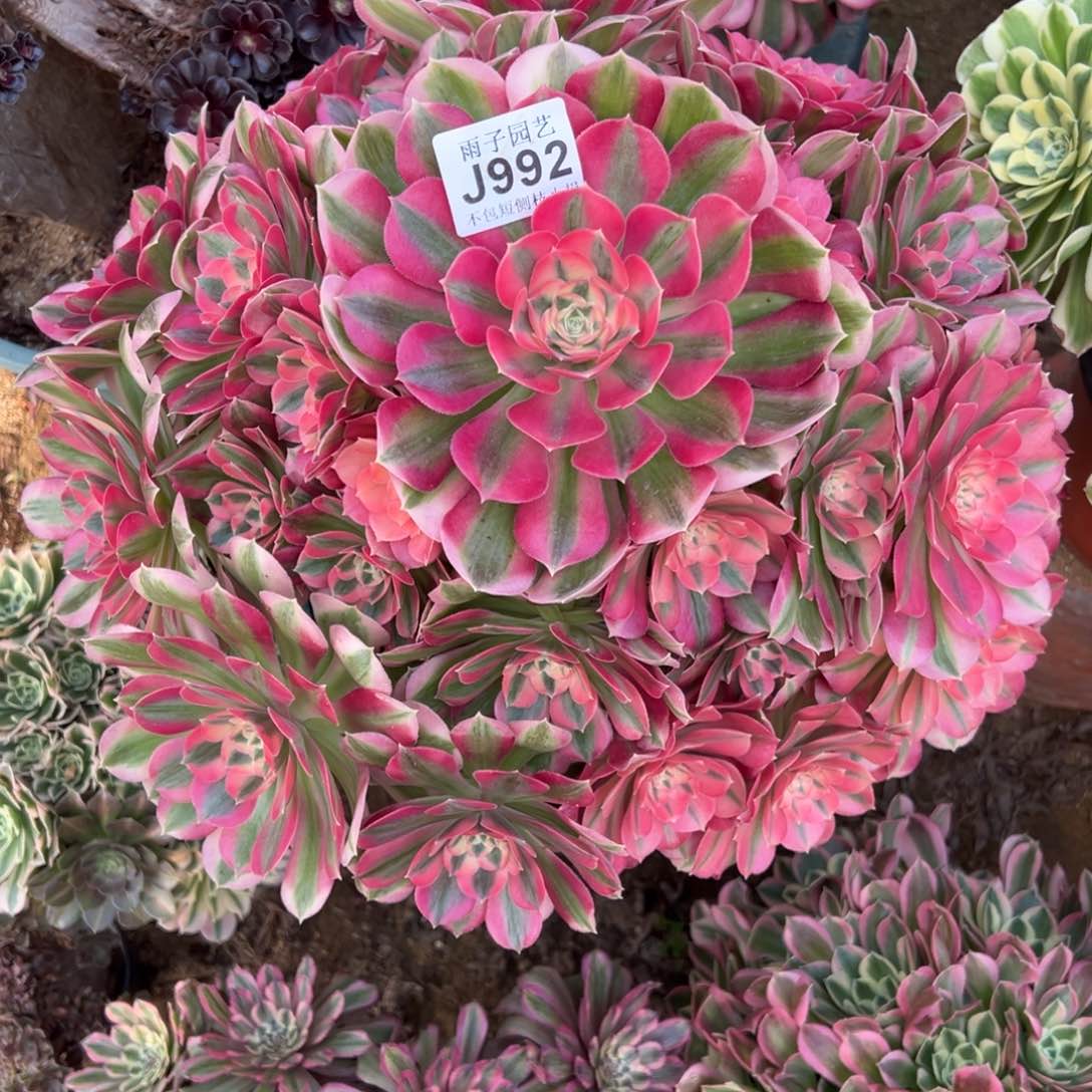 992大女巫尺寸40左右