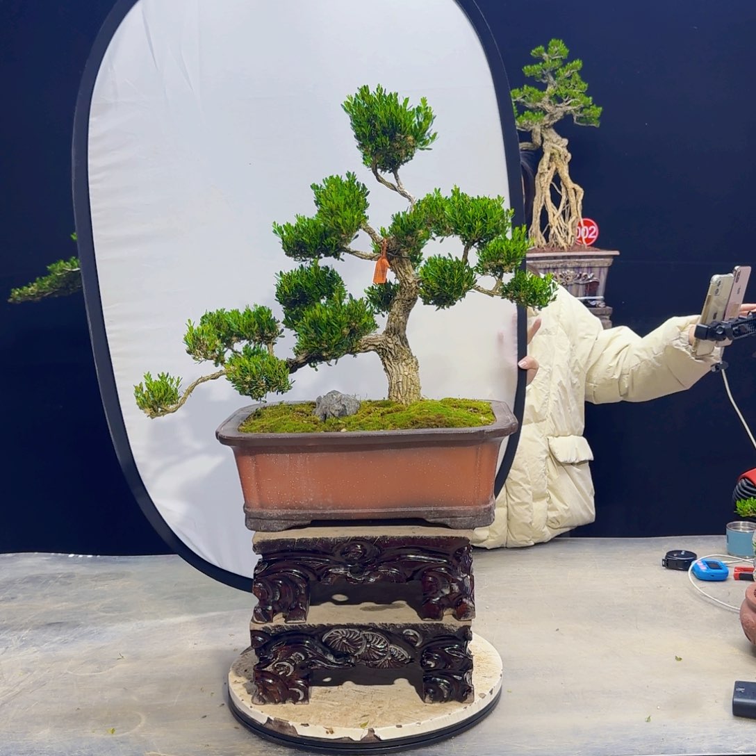 高端盆景艺术作品