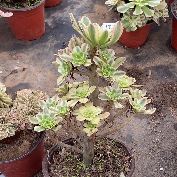 727香奈儿多肉植物福利