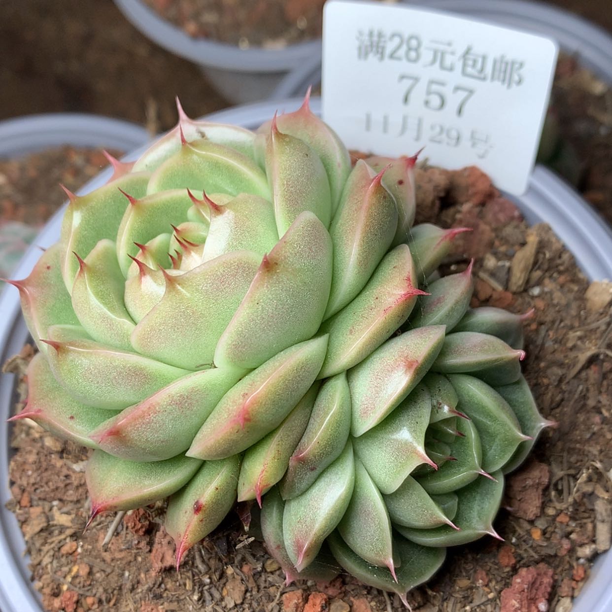 【闪购商品】云757号麦秆
