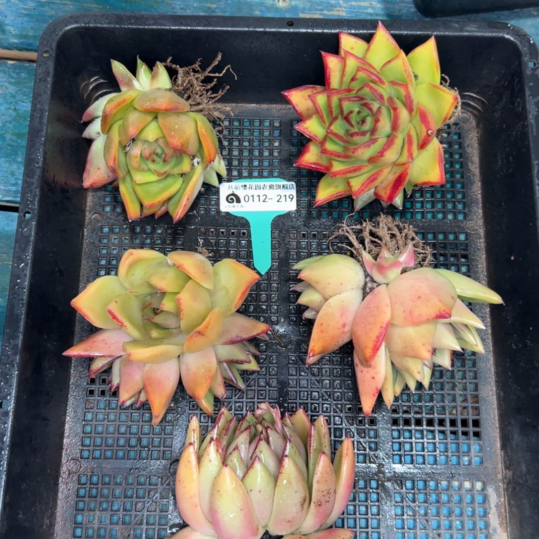 多肉一物一拍0112.219