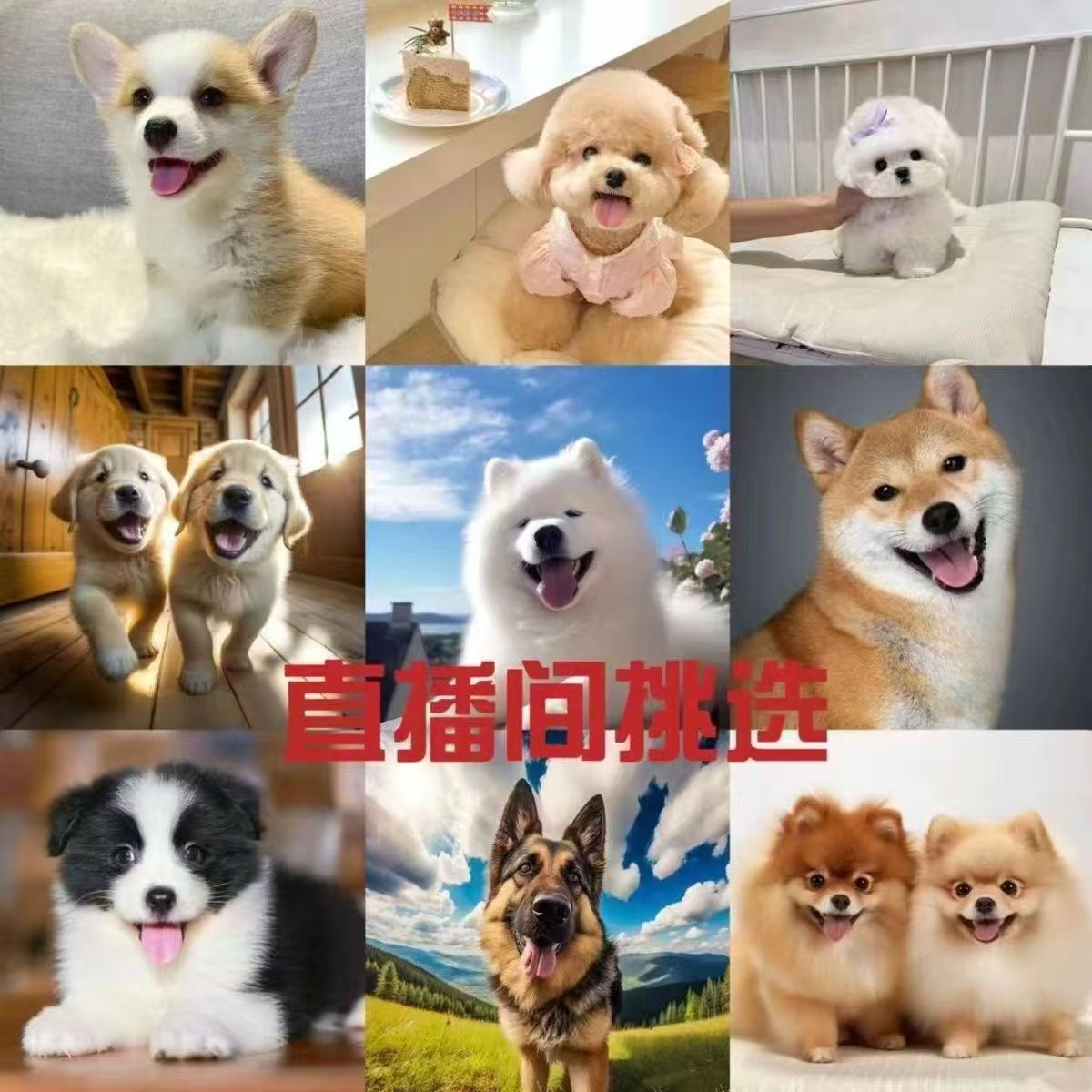 柯基博美比熊泰迪拉布拉多金毛德牧边牧等活体小狗直播间挑选
