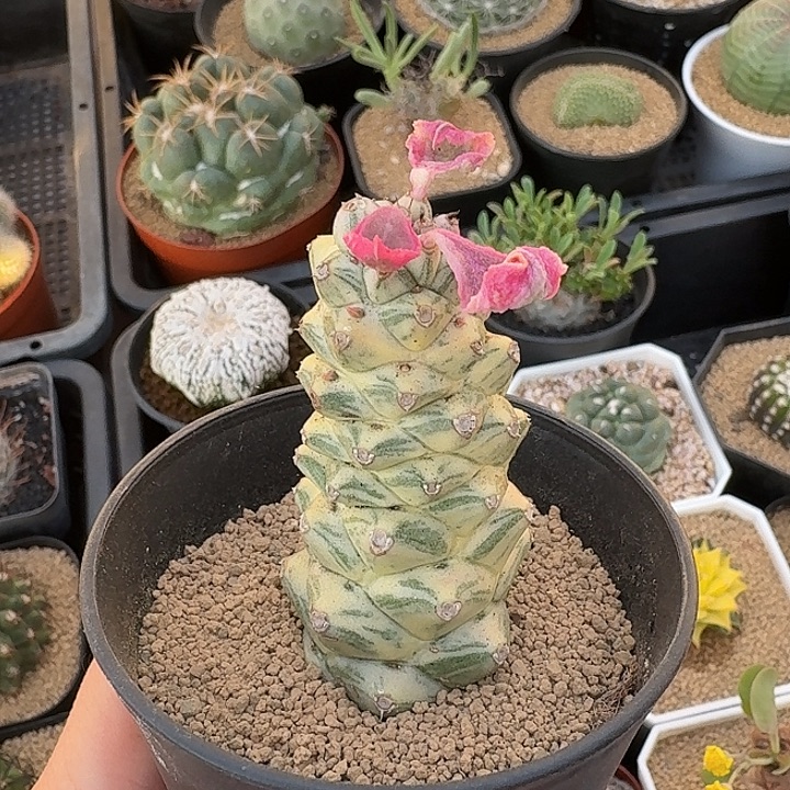 将军阁锦仙人球12345