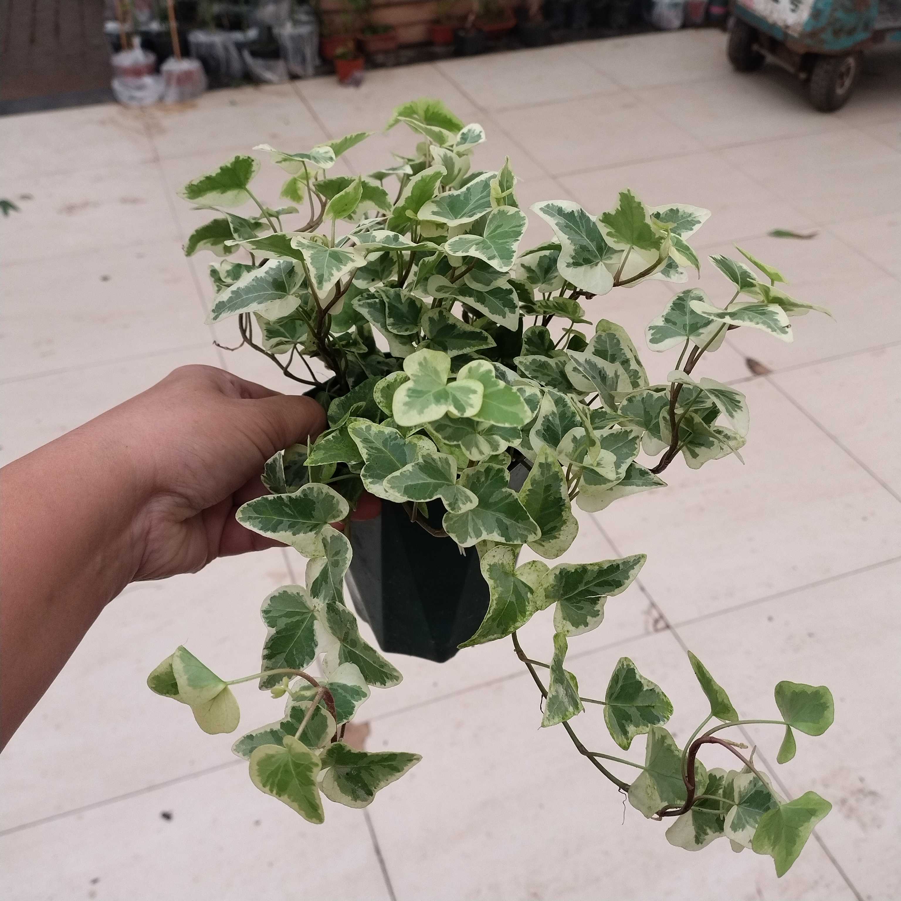 雪莹常春藤绿植室内盆栽网红风净化空气耐阴观叶爬藤植物