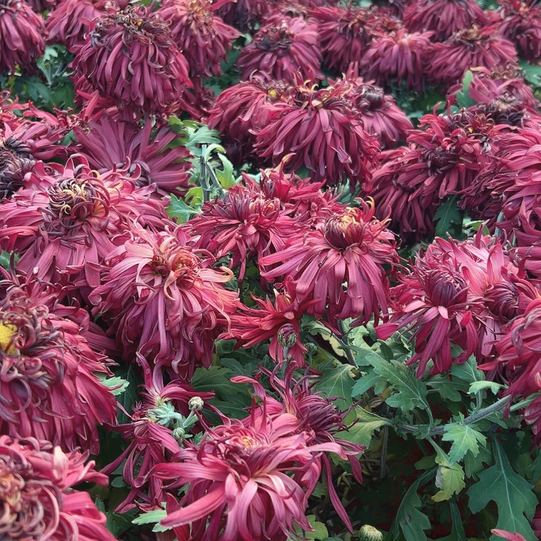 完全开放黑旋风天气发