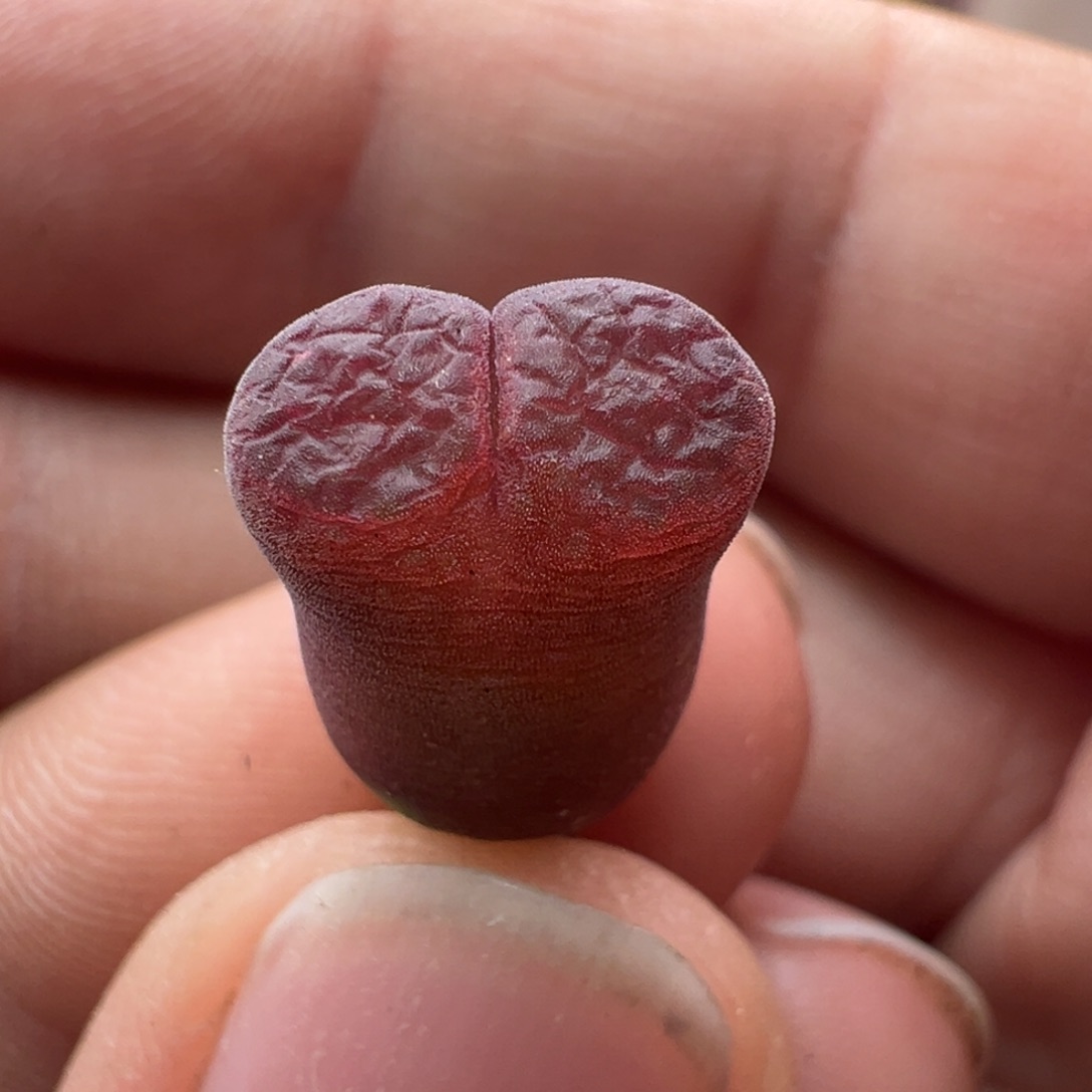 88。黑紫体流沙……