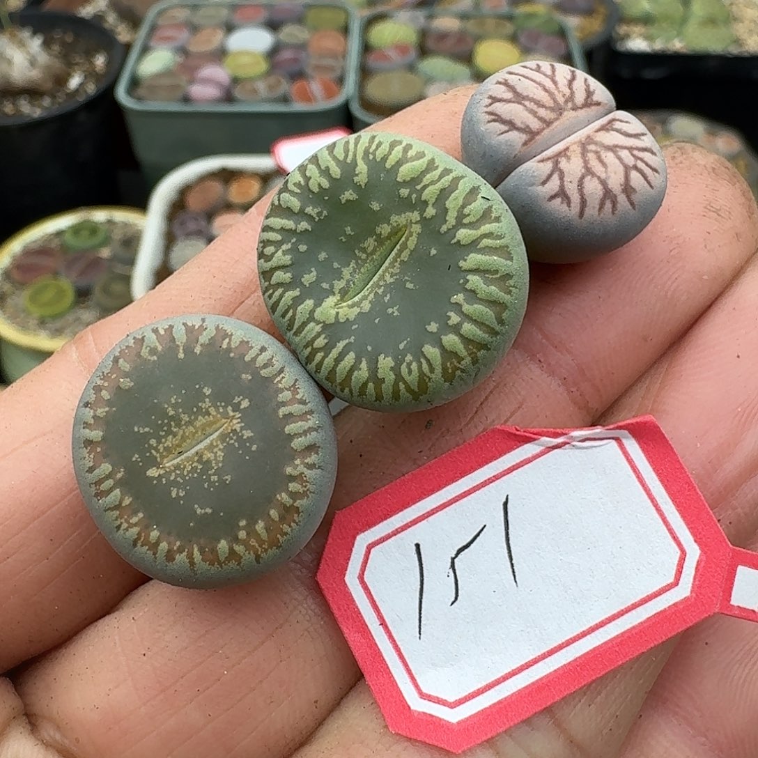 151多肉哈哈哈哈哈哈哈哈