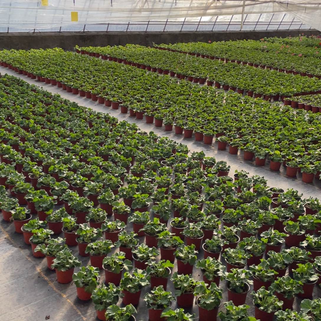 完全开放粉女巫天竺葵