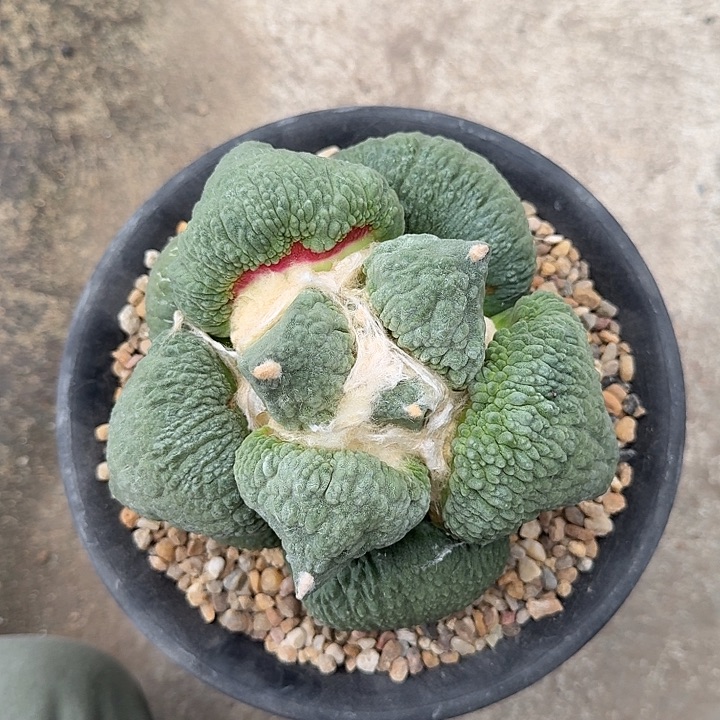 圆叶血怒等待走向