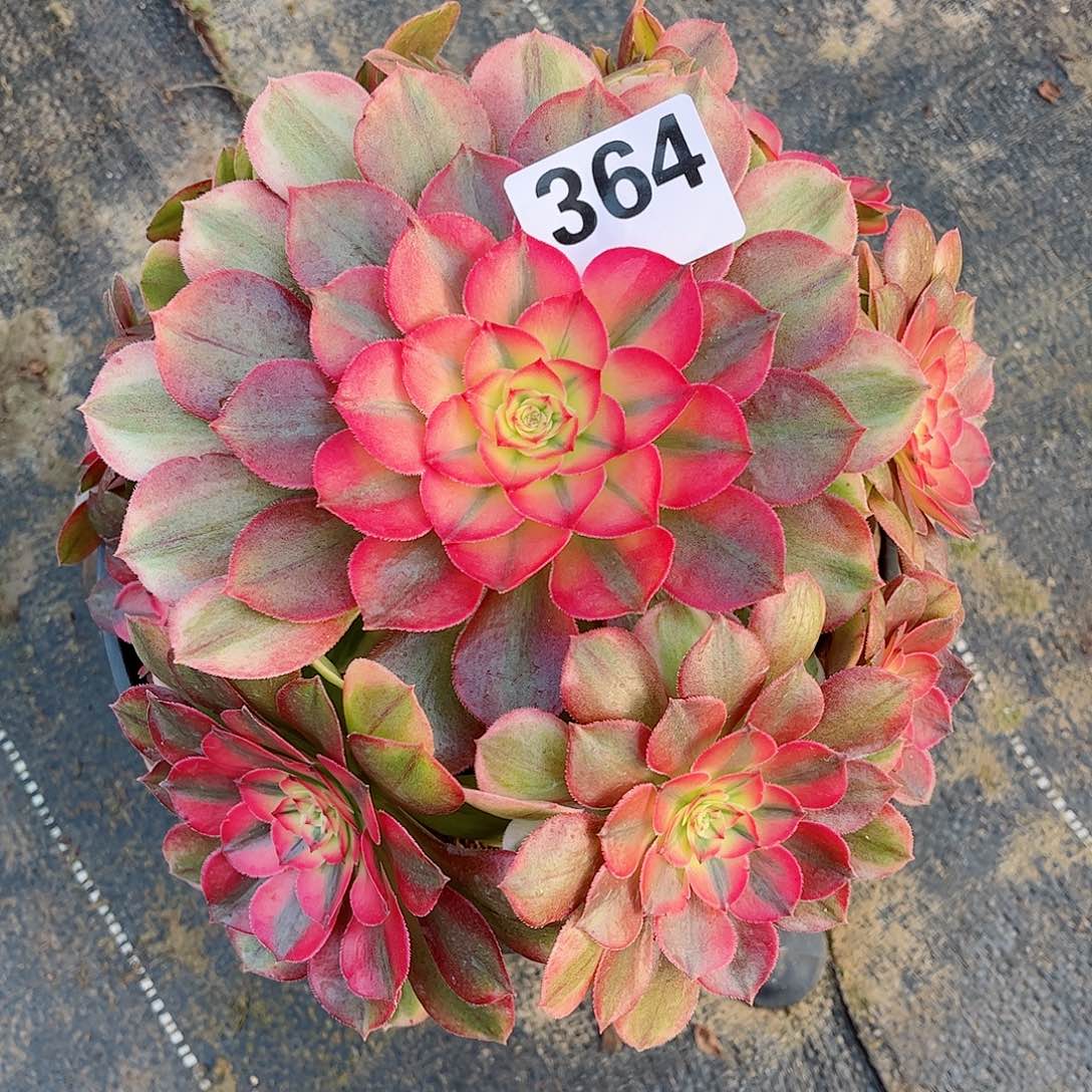 无花朵多肉植物364